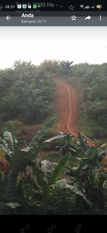 tanah 1000 ha dekat ikn cocok untuk perkebunan