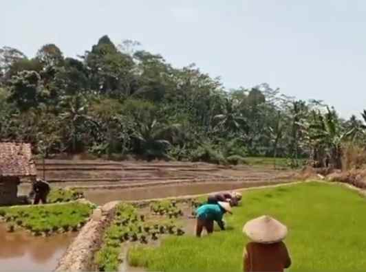 tanah daerah ciater subang jawa barat