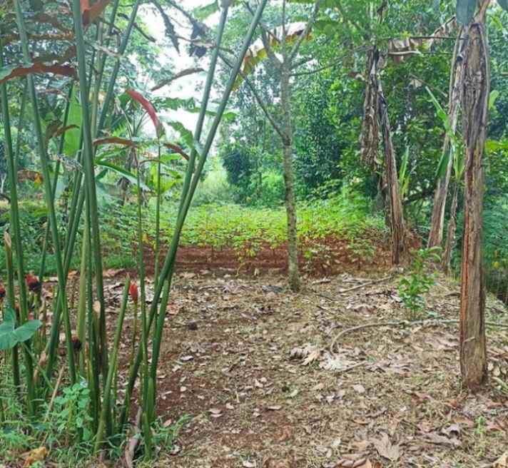 tanah di jalan raya jampang kalisuren bogor