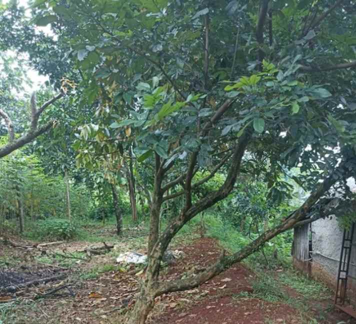 tanah di jalan raya jampang kalisuren bogor