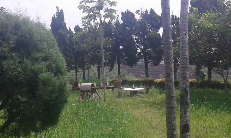 tanah di pacet mojokerto murah di bawah harga pasar