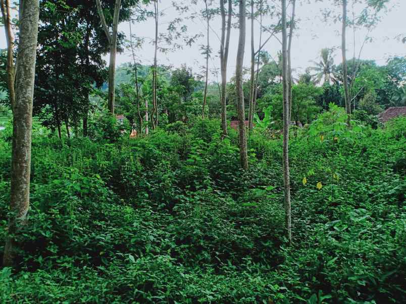 tanah karangpandan karanganyar