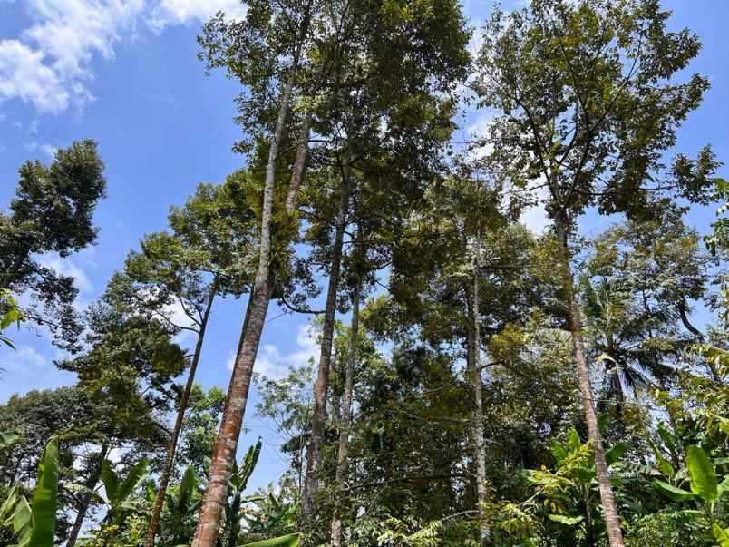 tanah kebun durian mojogedang karanganyar