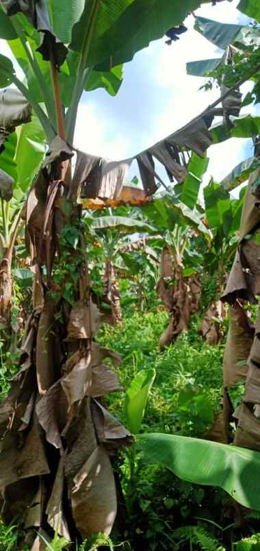 tanah kebun pisang aktif daerah mentawai seluas 1 5 ha