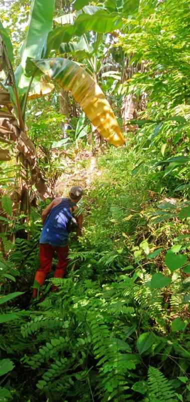 tanah kebun pisang aktif daerah mentawai seluas 1 5 ha