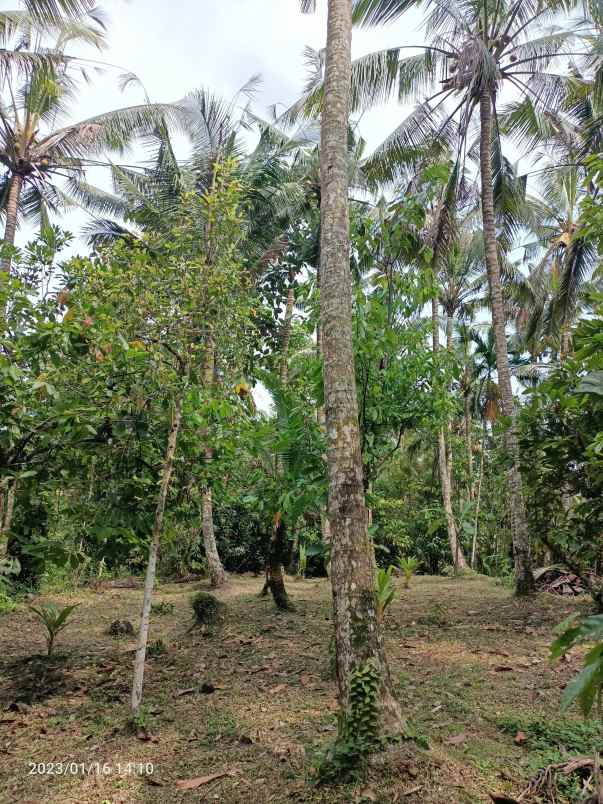 tanah kebun view sawah dan gunung di tabanan bali