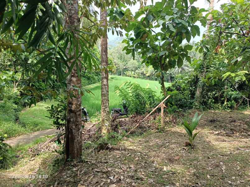 tanah kebun view sawah dan gunung di tabanan bali