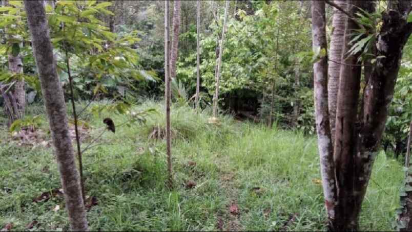 tanah kebun view sungai di wanagiri tabanan bali