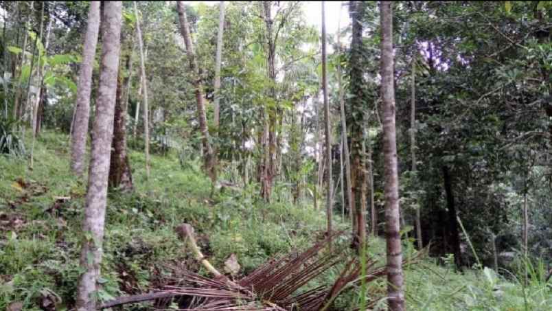 tanah kebun view sungai di wanagiri tabanan bali