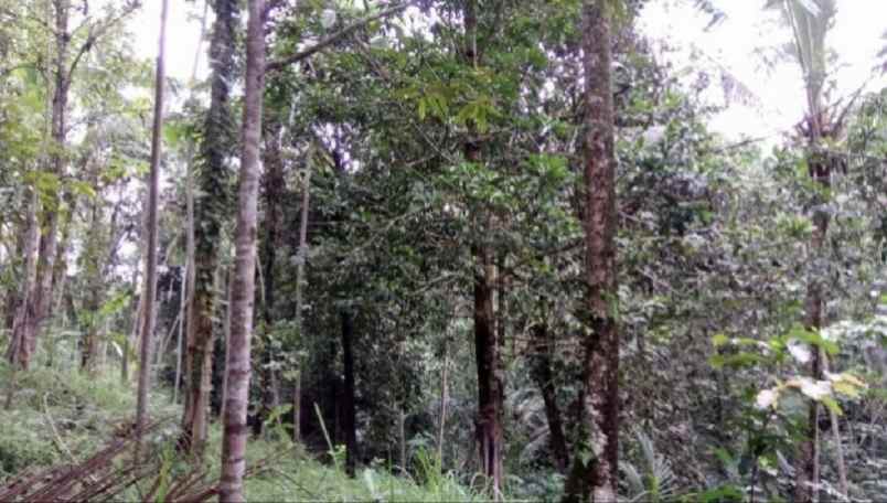 tanah kebun view sungai di wanagiri tabanan bali