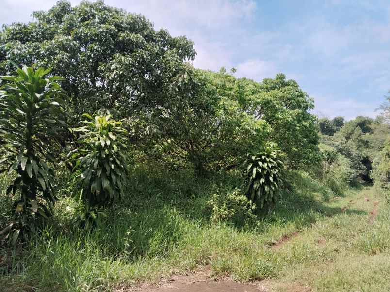 tanah perkebunan lengkeng cijambe subang jawa barat