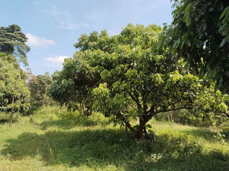 tanah perkebunan lengkeng cijambe subang jawa barat