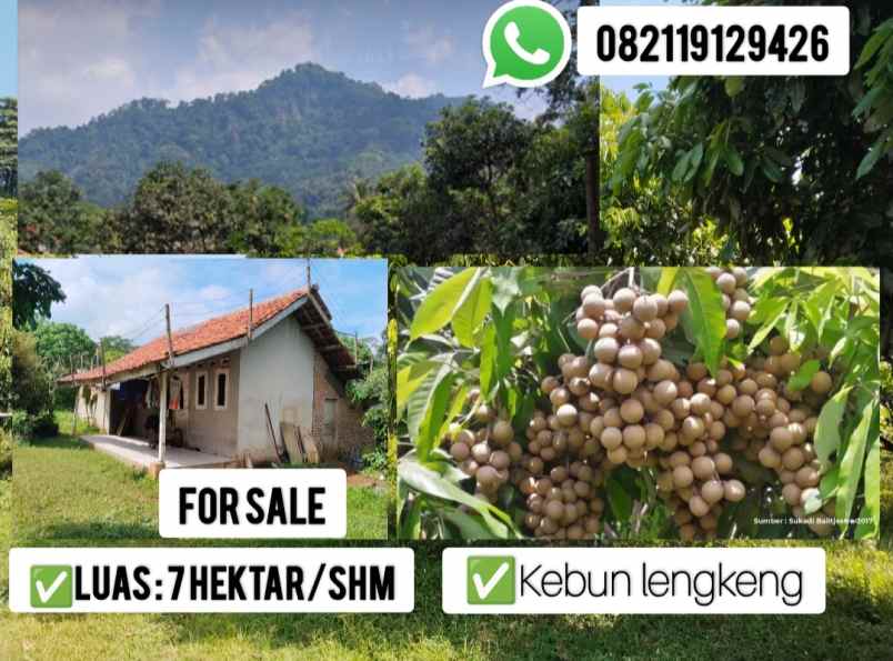 tanah perkebunan lengkeng cijambe subang jawa barat