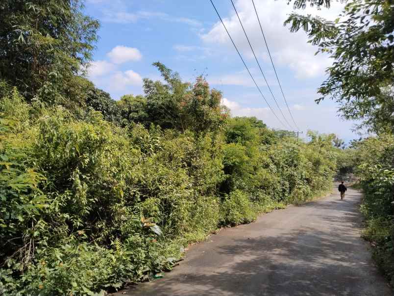 tanah perkebunan lengkeng cijambe subang jawa barat