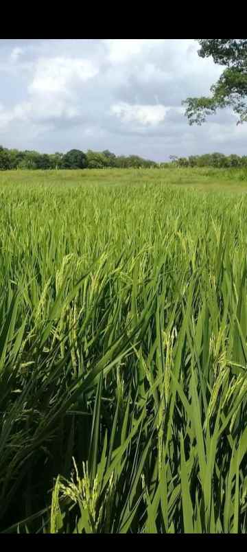 tanah sawah murah subur dan produktiv