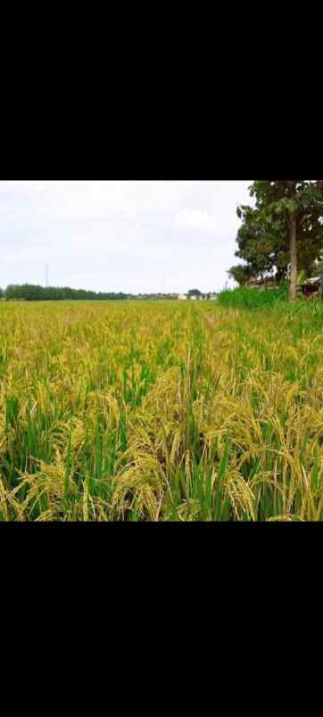 tanah sawah murah subur dan produktiv