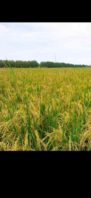 tanah sawah murah subur dan produktiv