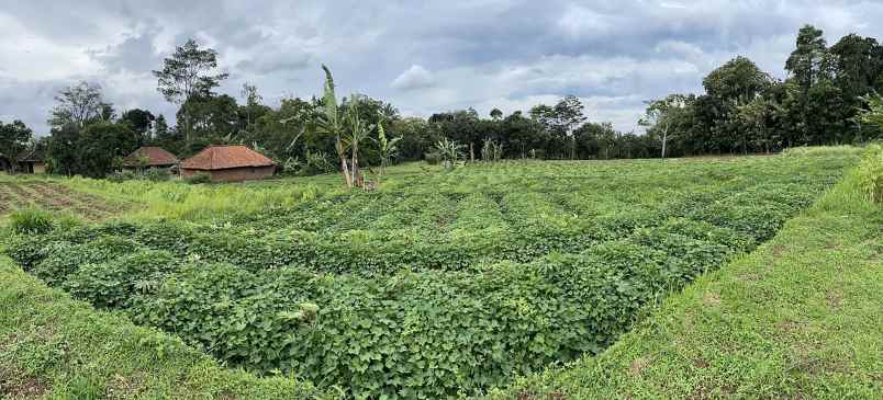 tanah sawah produktif di kaki gunung ciremai