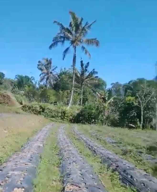 tanah view gunung dekat karmel bedugul bali