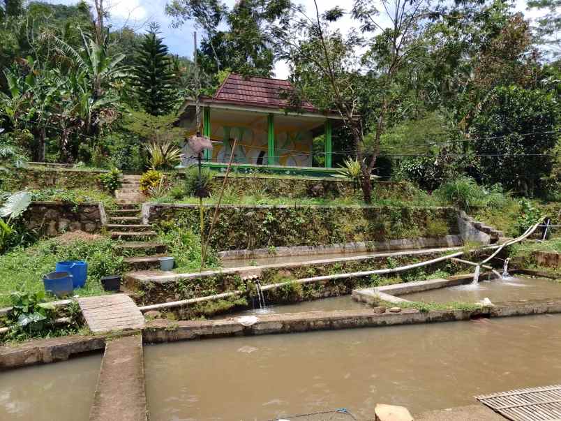 vila kolam ikan sumber air subur subang