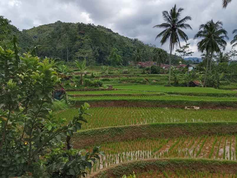 vila kolam ikan sumber air subur subang