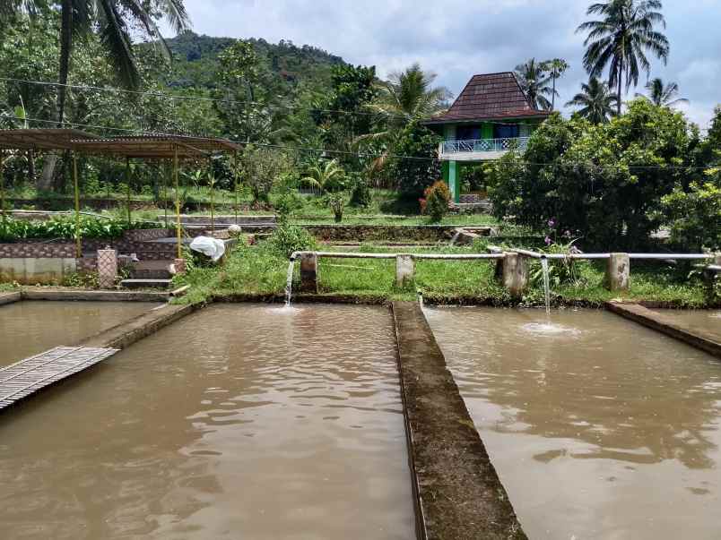 vila kolam ikan sumber air subur subang