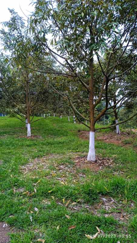 dijual kebun durian sudah produksi di jasinga bogor