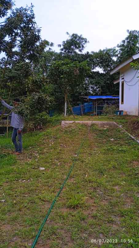 dijual kebun durian sudah produksi di jasinga bogor