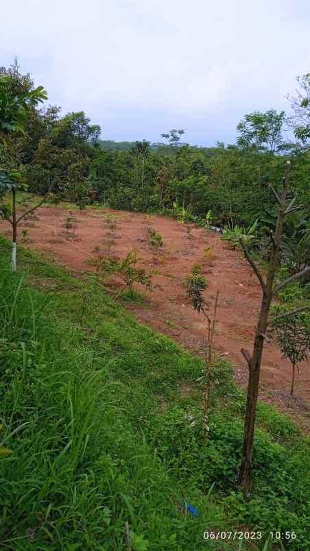 dijual kebun durian sudah produksi di jasinga bogor