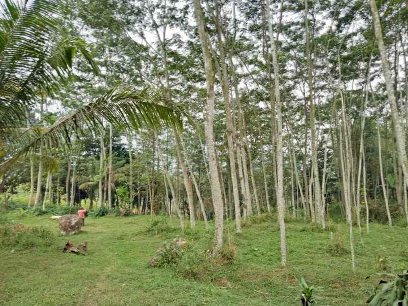 dijual tanah cocok untuk berkebun lokasi cigudeg bogor