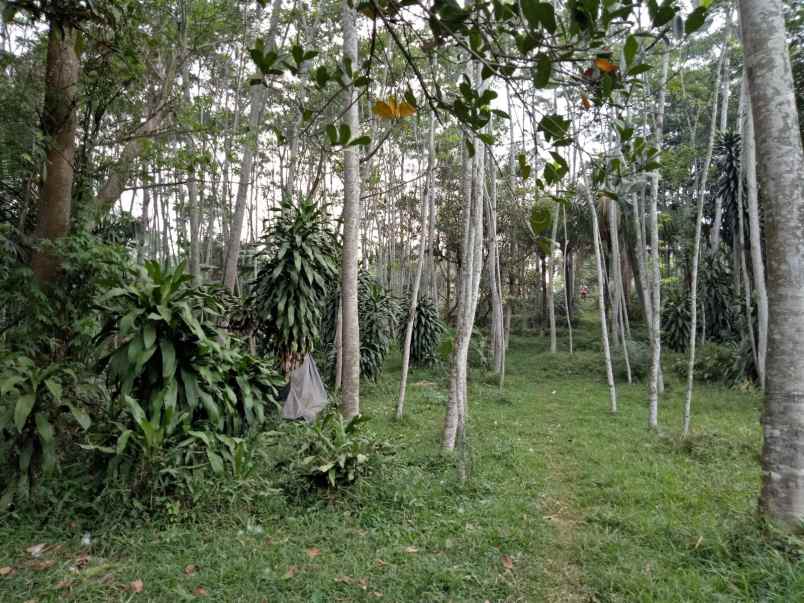 dijual tanah cocok untuk berkebun lokasi cigudeg bogor