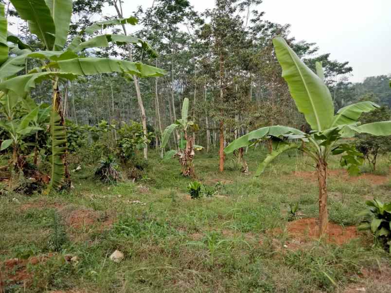 dijual tanah cocok untuk berkebun lokasi cigudeg bogor