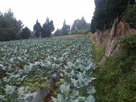 dijual tanah desa langensari kecamatan