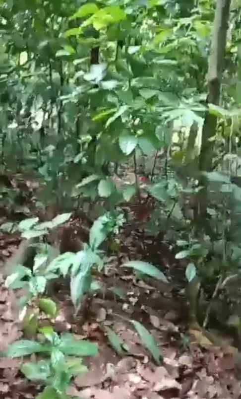 dijual tanah dijual tanah di kp kadu