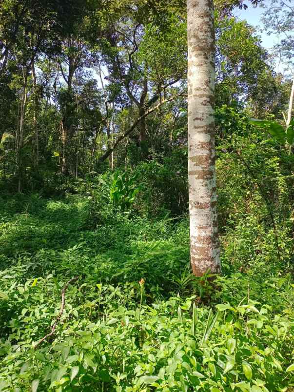 dijual tanah gunung pati