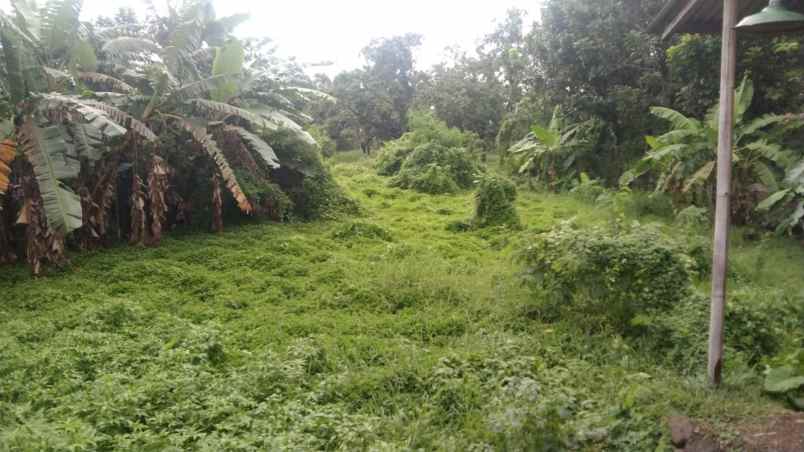 dijual tanah jalan pantura pusakanagara