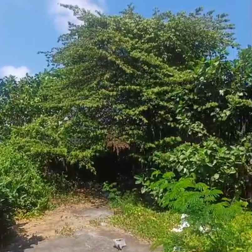 dijual tanah jl raya dalung