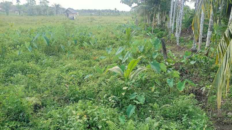 dijual tanah jl tj basung katapiang