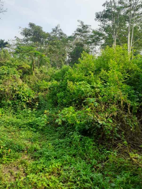 dijual tanah kampung ciawitali desa