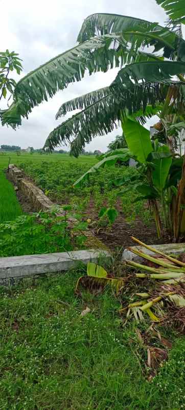 dijual tanah kedung watu