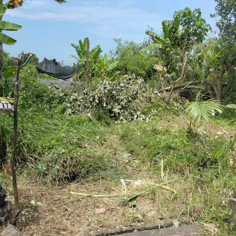 dijual tanah pandak gede tabanan bali