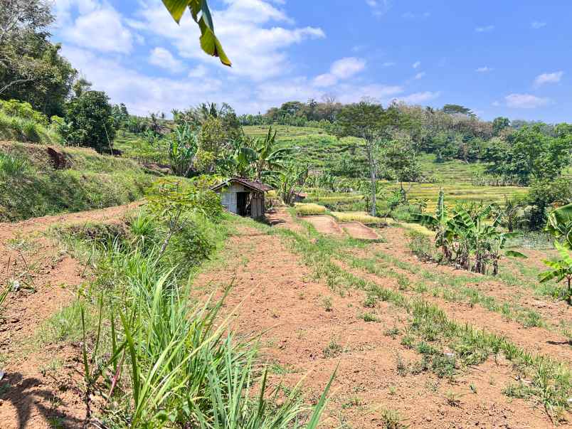 dijual tanah sawah 3x panen karangpandan karanganyar