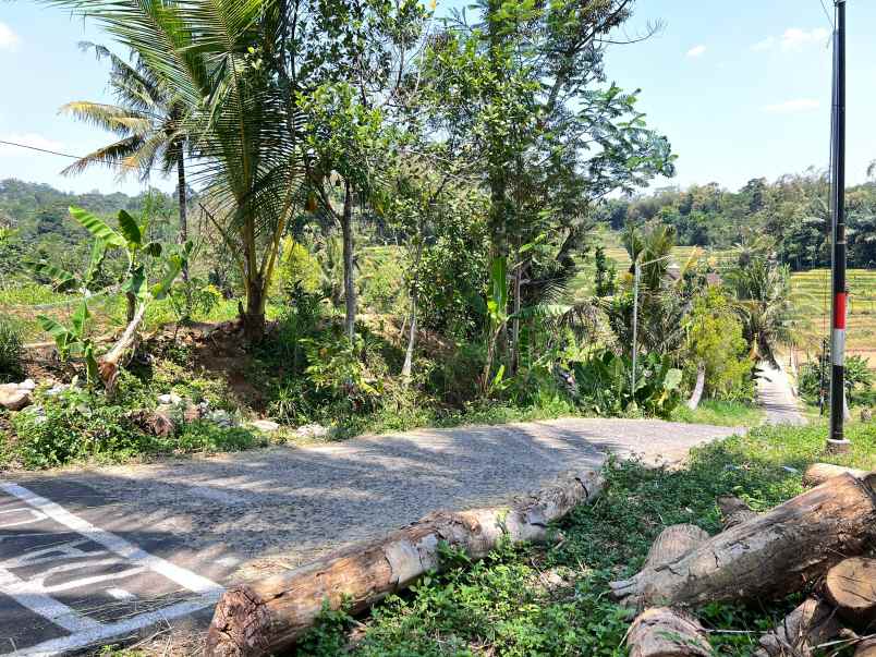 dijual tanah sawah 3x panen karangpandan karanganyar