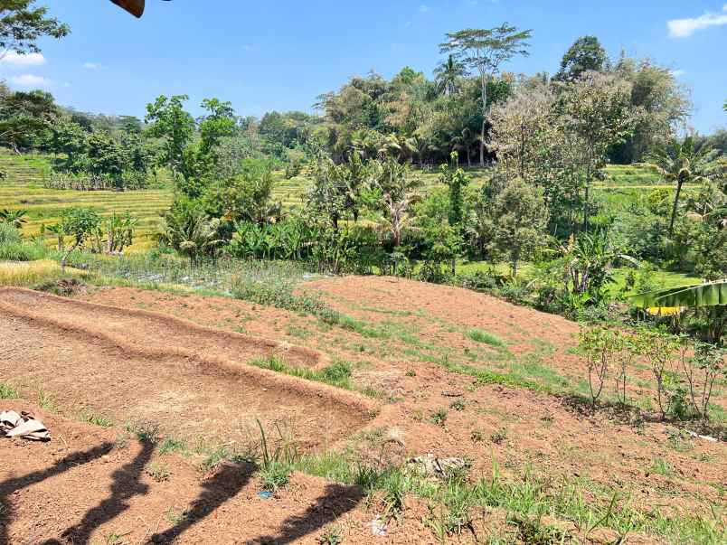 dijual tanah sawah 3x panen karangpandan karanganyar