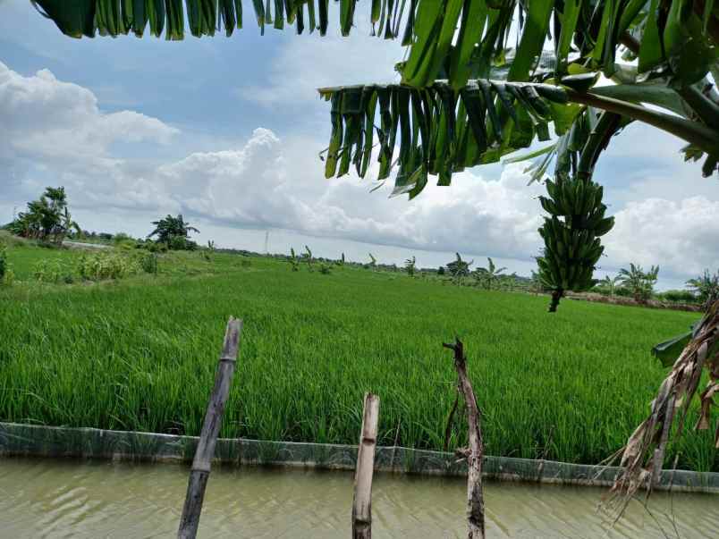 dijual tanah tambak rejo duduk sampeyan