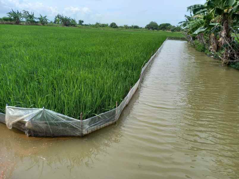 dijual tanah tambak rejo duduk sampeyan