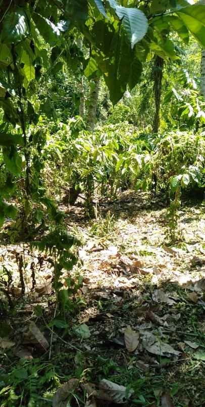 disewakan tanah desa angkah selemadeg