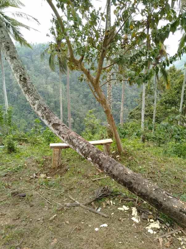 disewakan tanah desa angkah selemadeg