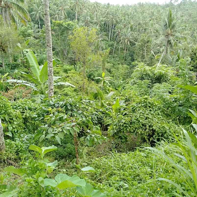 disewakan tanah desa angkah selemadeg