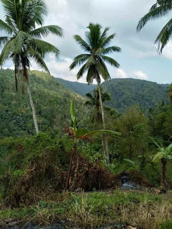 disewakan tanah desa angkah selemadeg